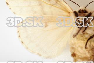 Butterfly Limantria dispar 0019